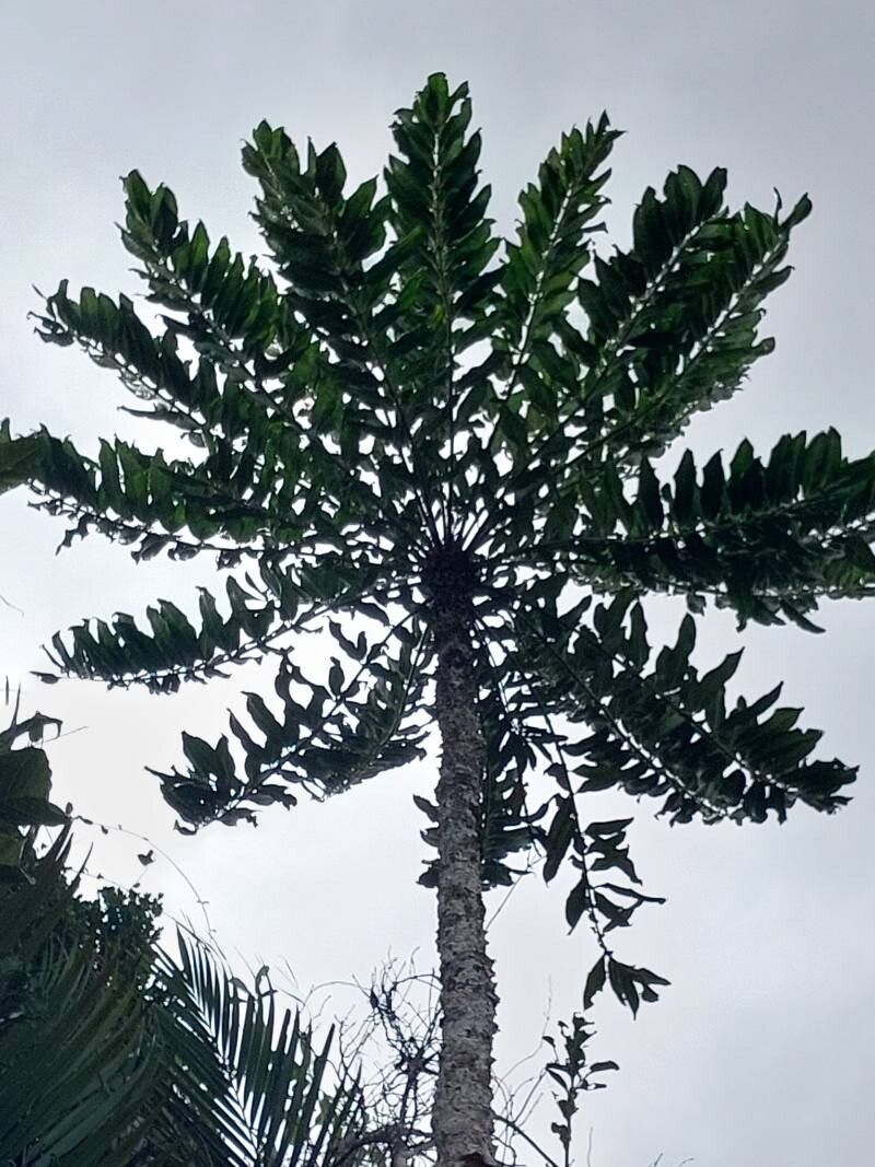 Polyscias amplifolia