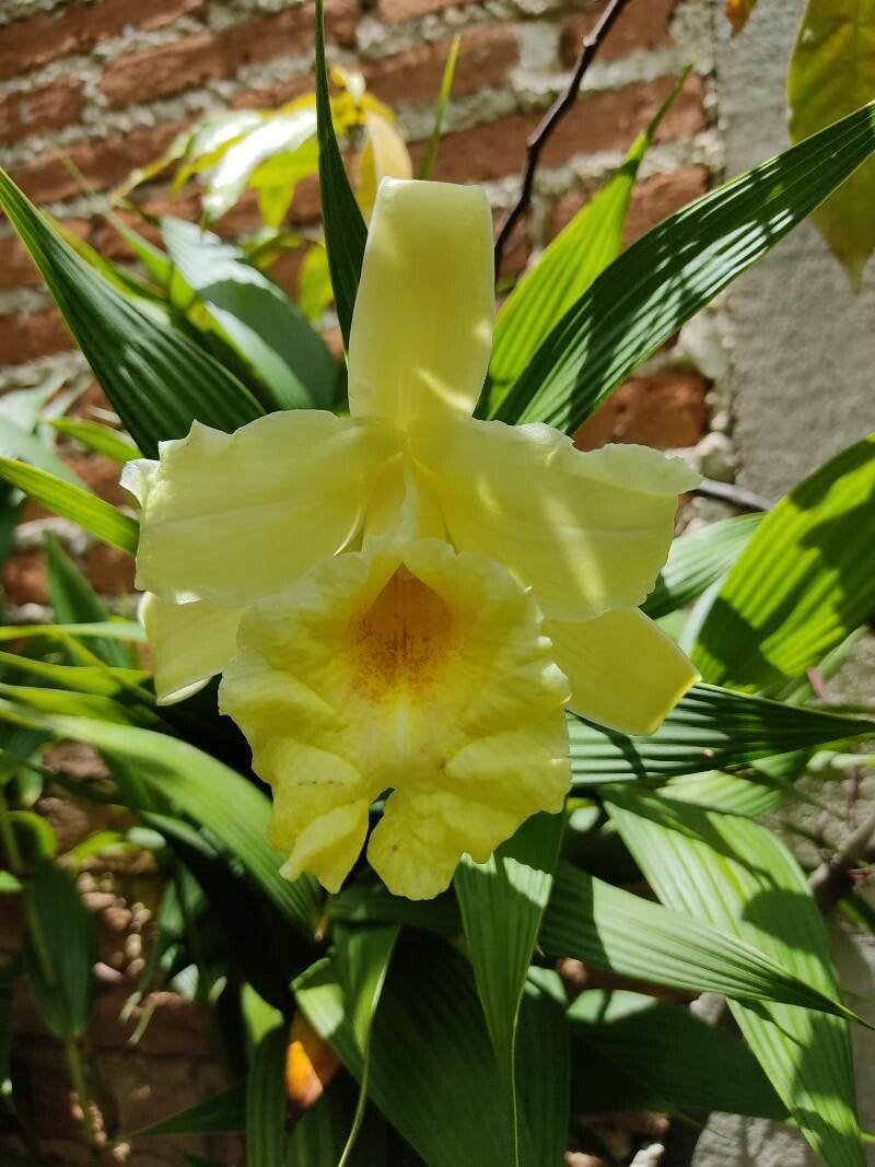 Sobralia macrophylla flower