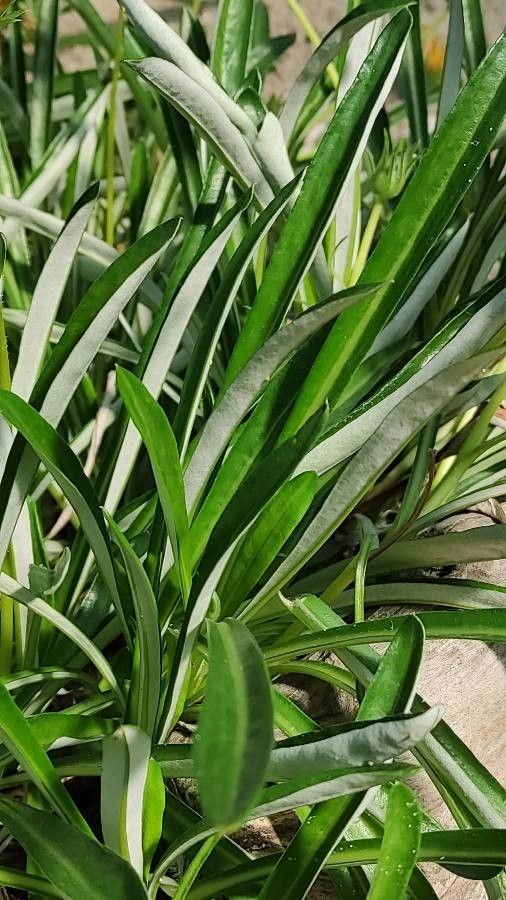 Ceraria namaquensis — search result for 'Namibia'