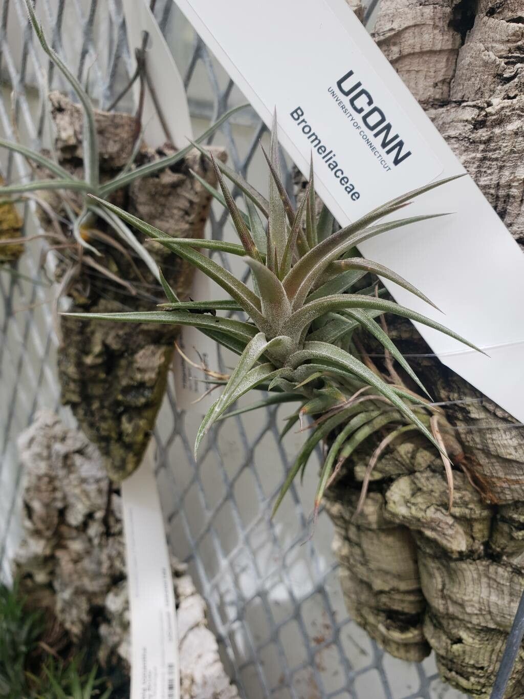 Tillandsia jonesii — houseplant care guide