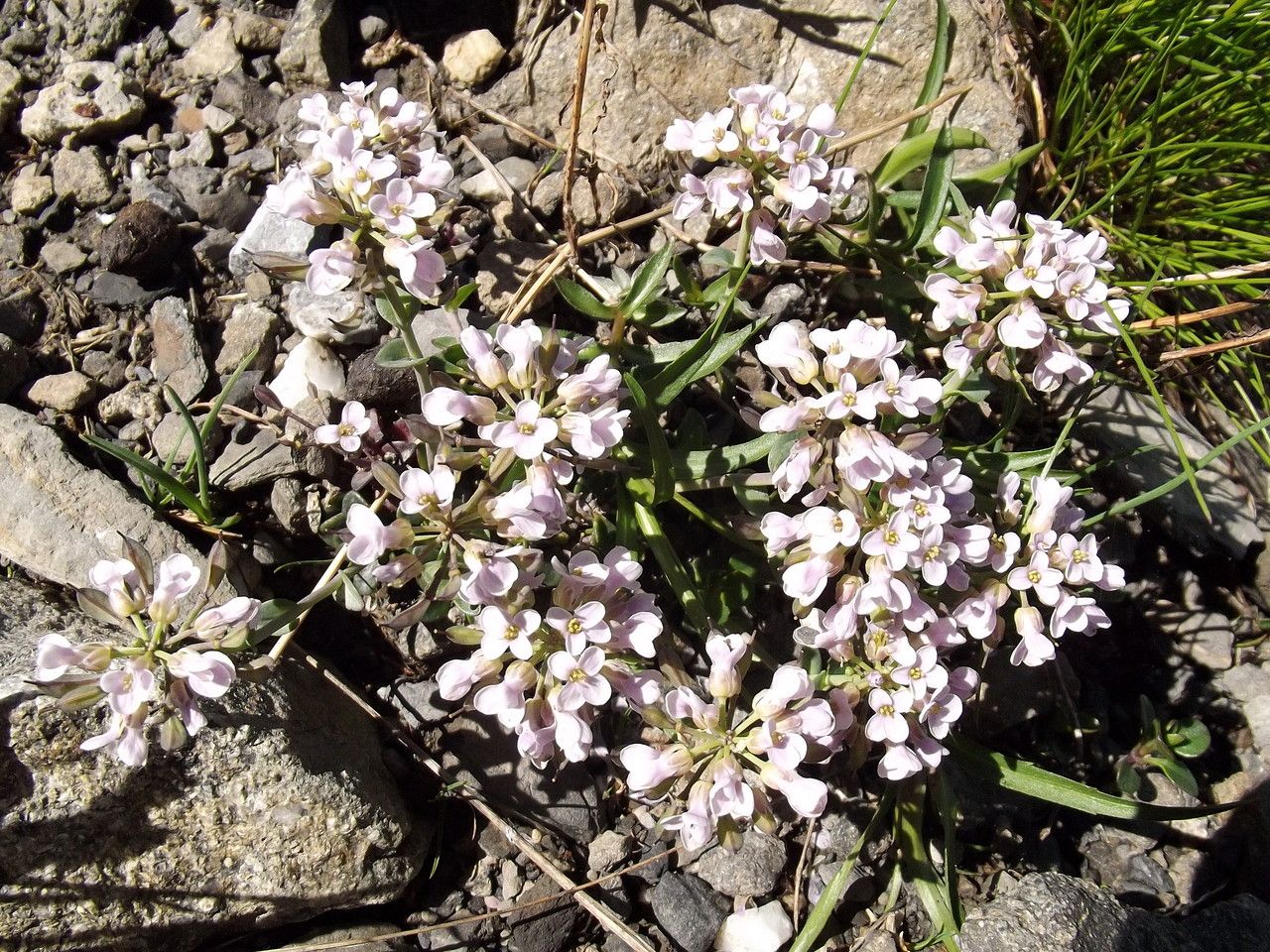 Noccaea corymbosa habit