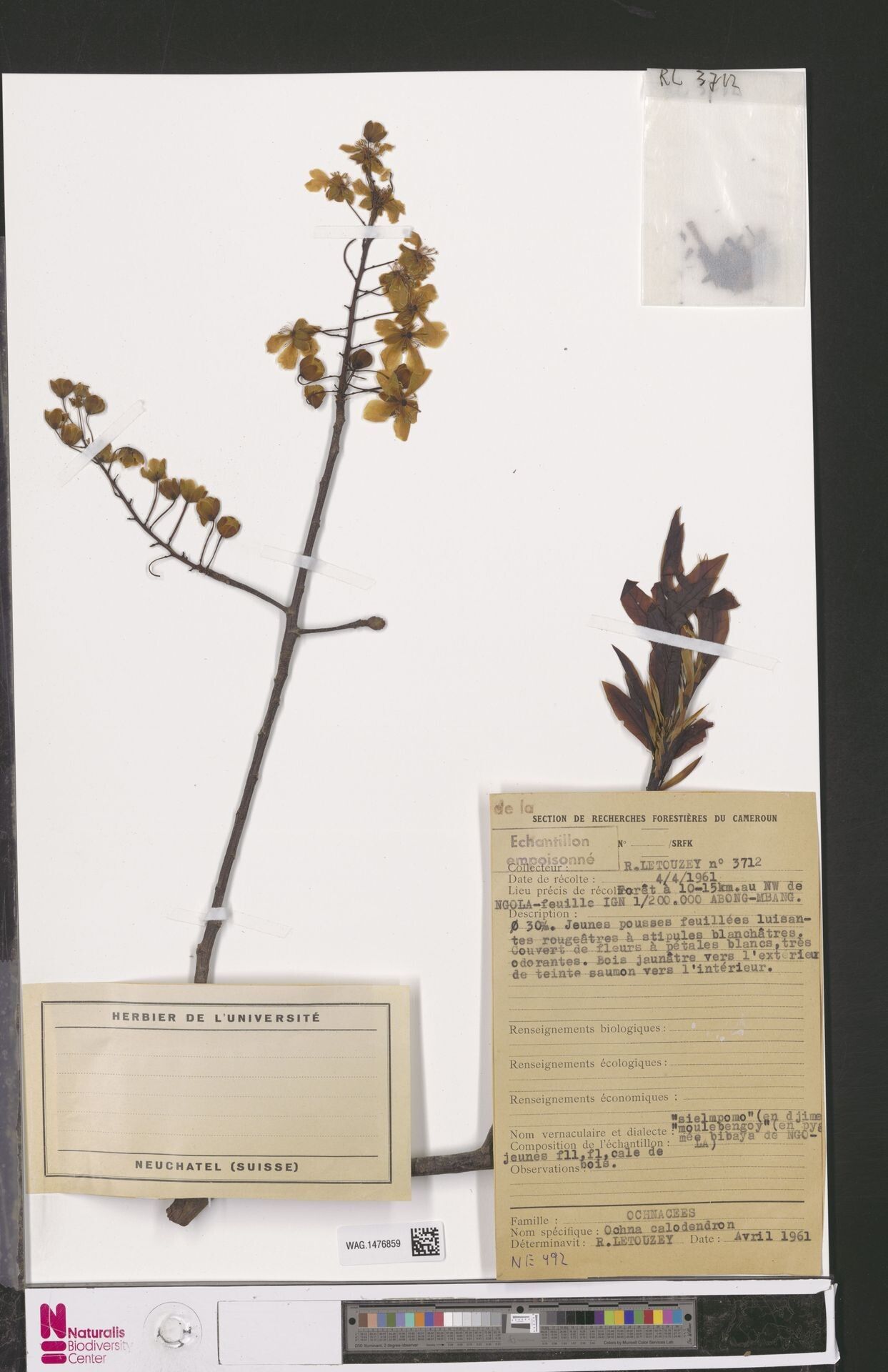 Ochna calodendron — houseplant care guide