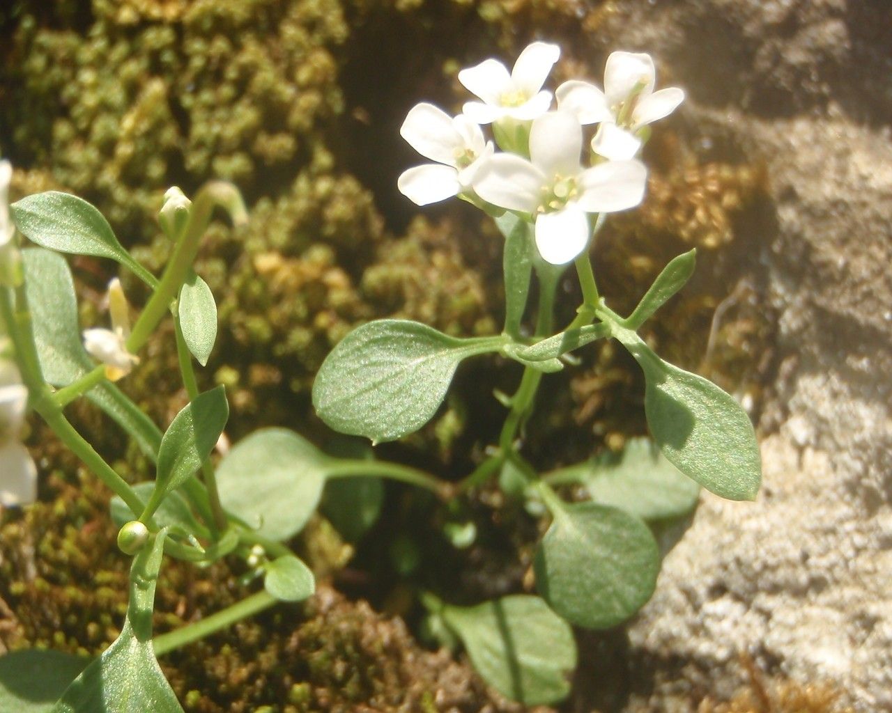 Cardamine alpina