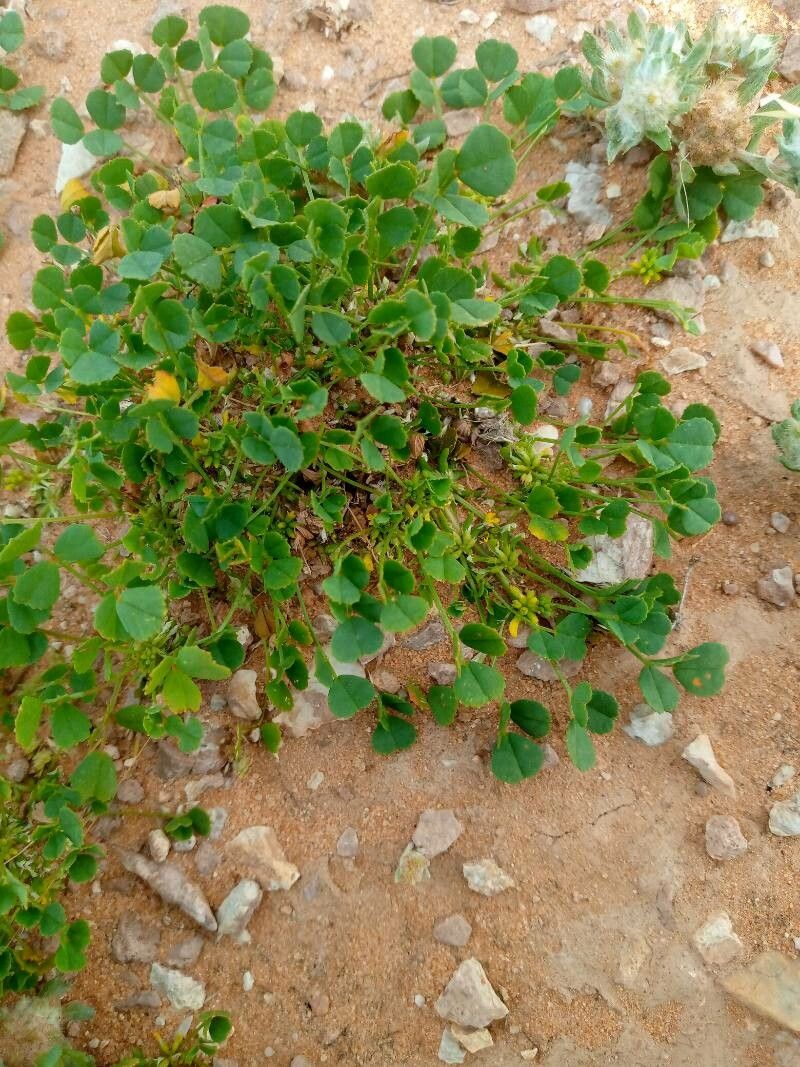 Trigonella stellata — houseplant care guide