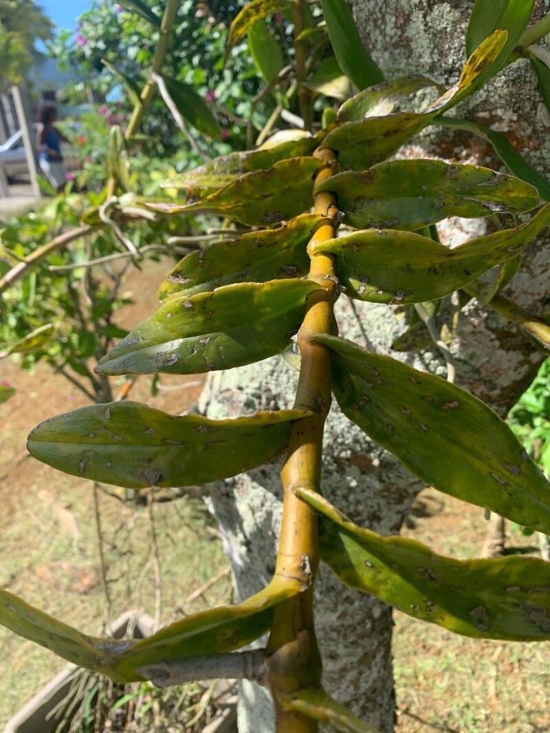 Epidendrum angustilobum — search result for 'Epidendrum'