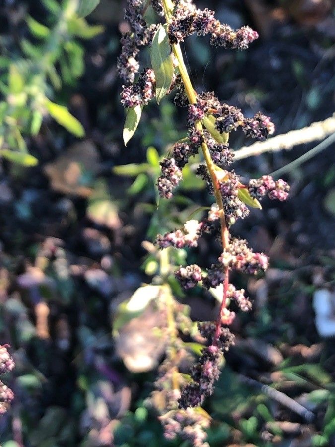 Chenopodium strictum flower