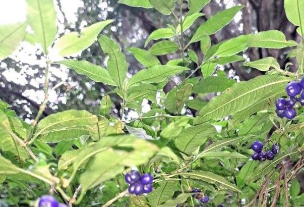 Palicourea hazenii — houseplant care guide