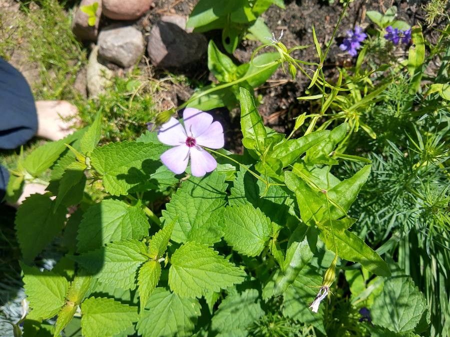 Silene coeli-rosa — houseplant care guide