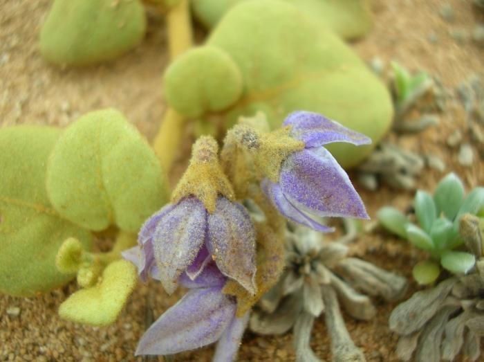 Solanum oxycarpum — houseplant care guide