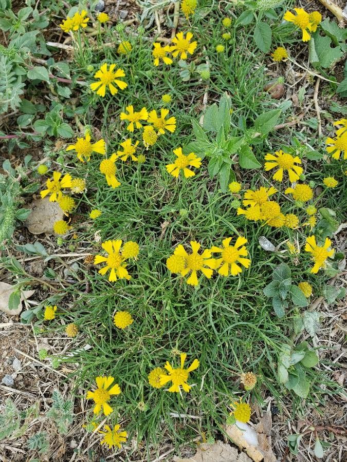 Hymenoxys odorata flower