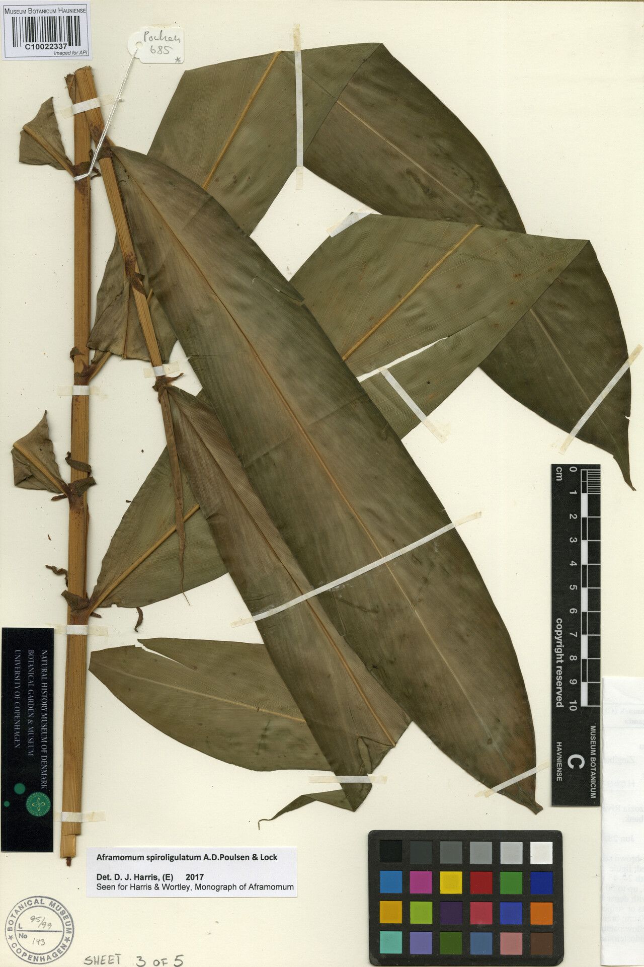 Aframomum spiroligulatum — houseplant care guide