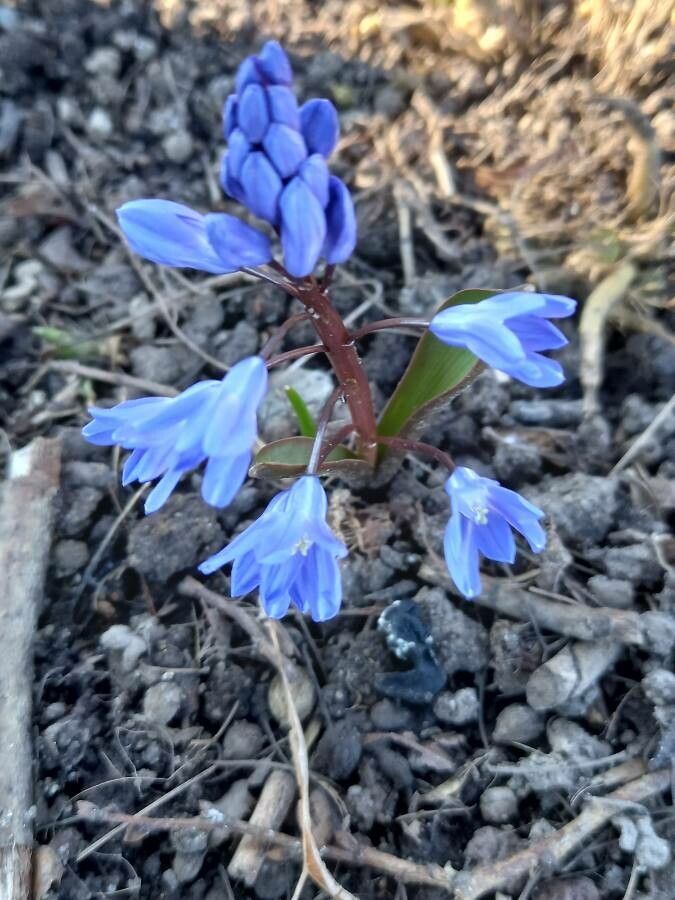 Hyacinthoides italica flower