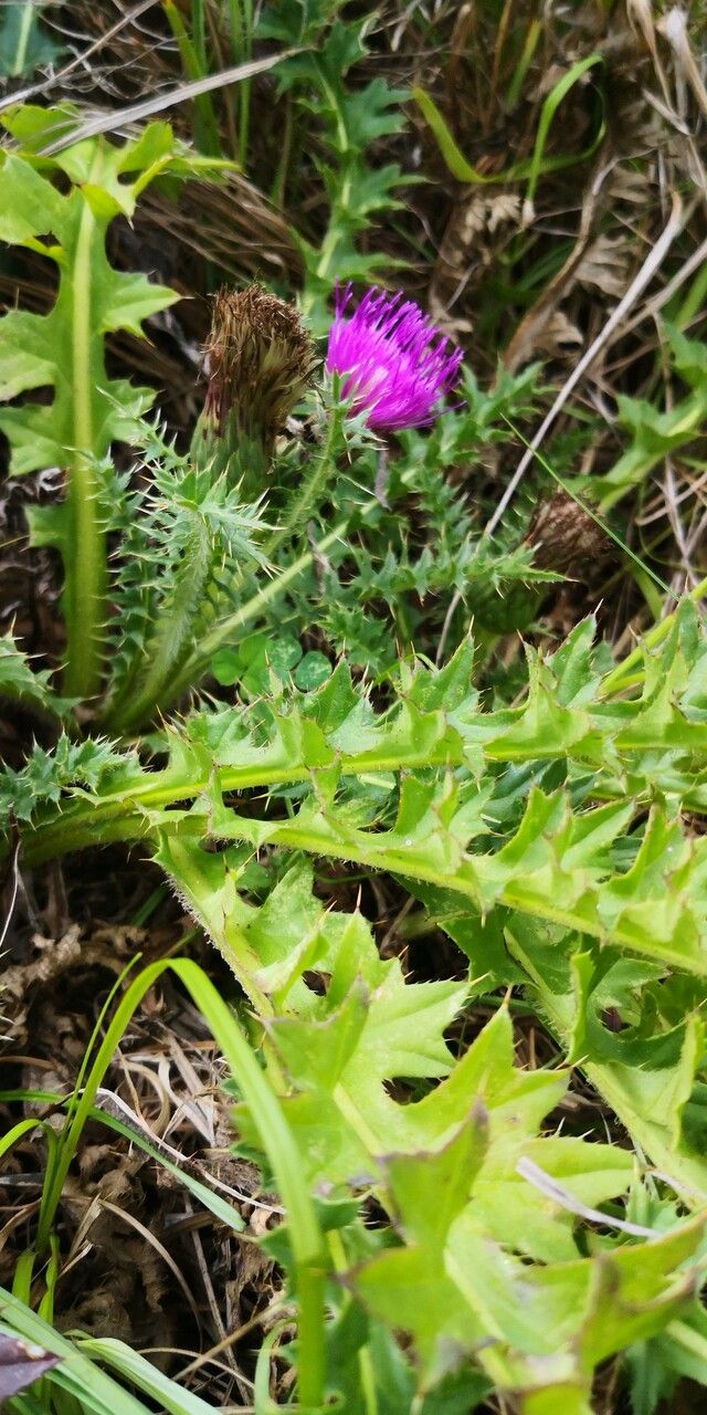 Cirsium acaulon leaf