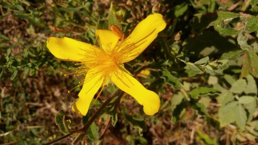Hypericum olympicum flower