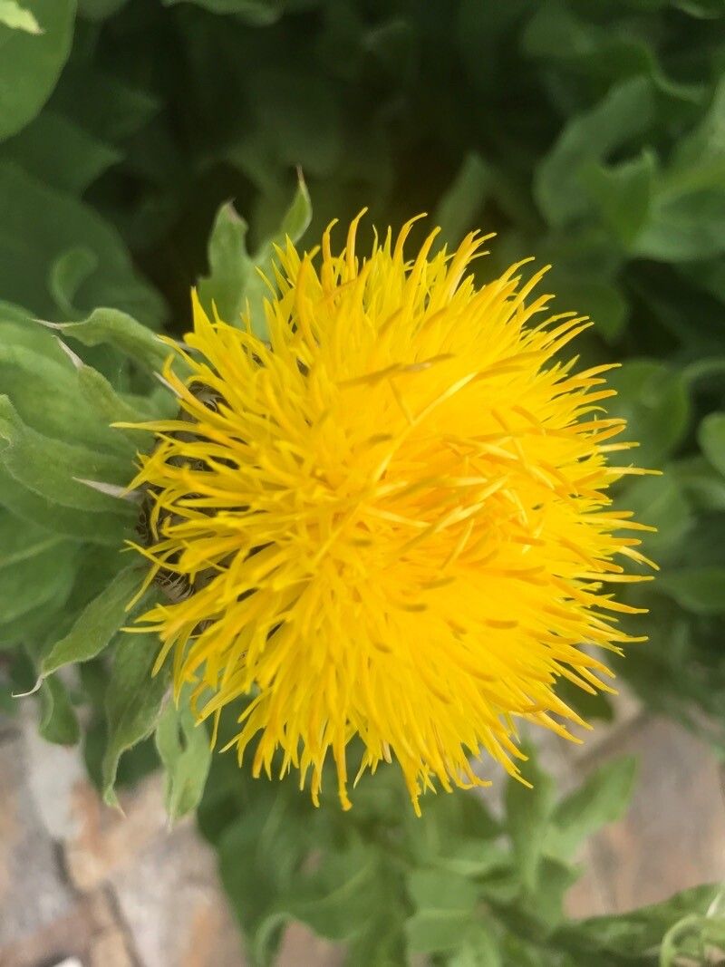 Centaurea macrocephala flower