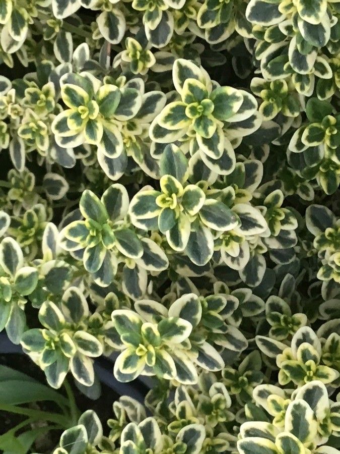 Thymus × citriodorus leaf