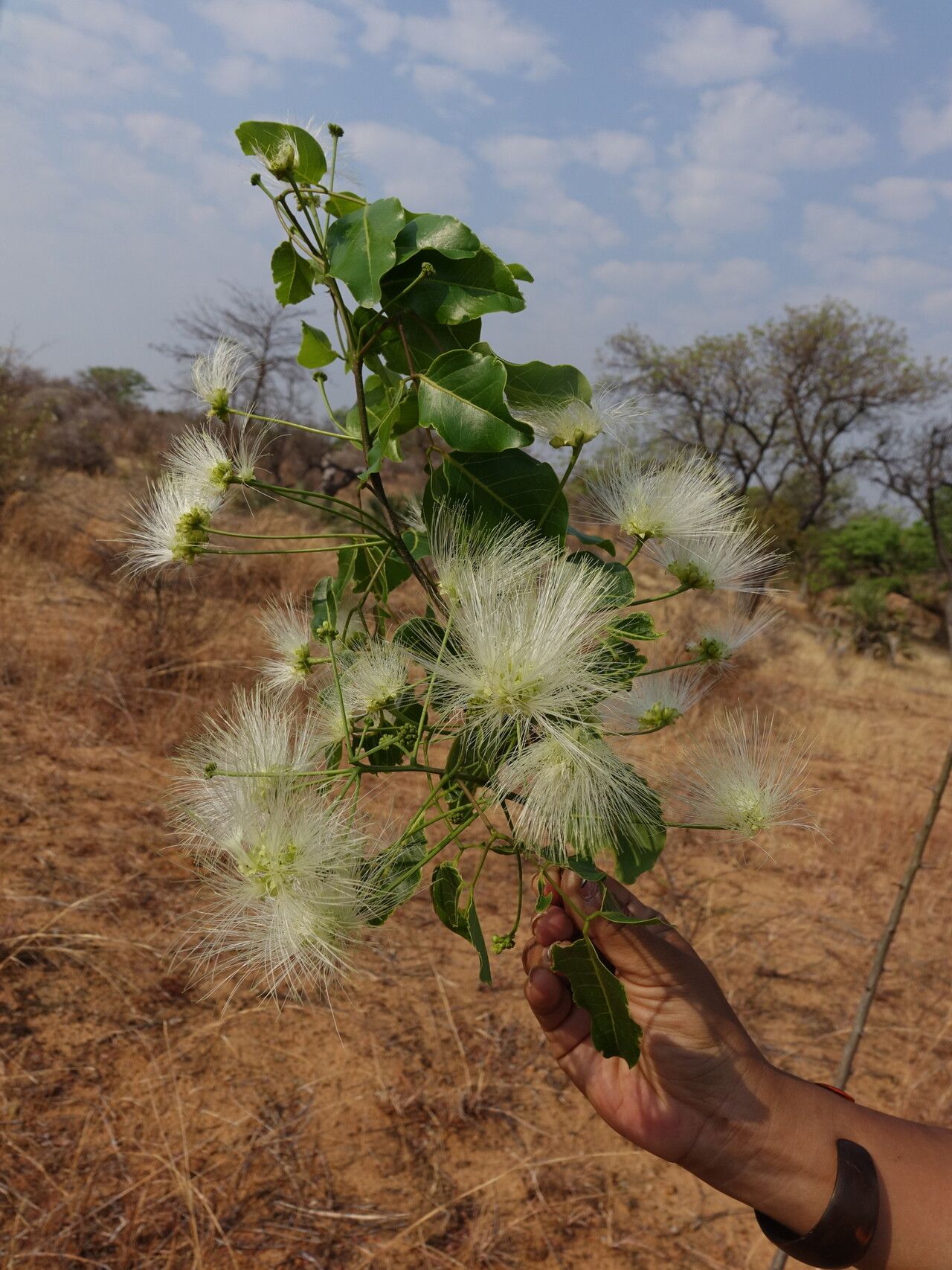 Albizia jaubertiana — houseplant care guide