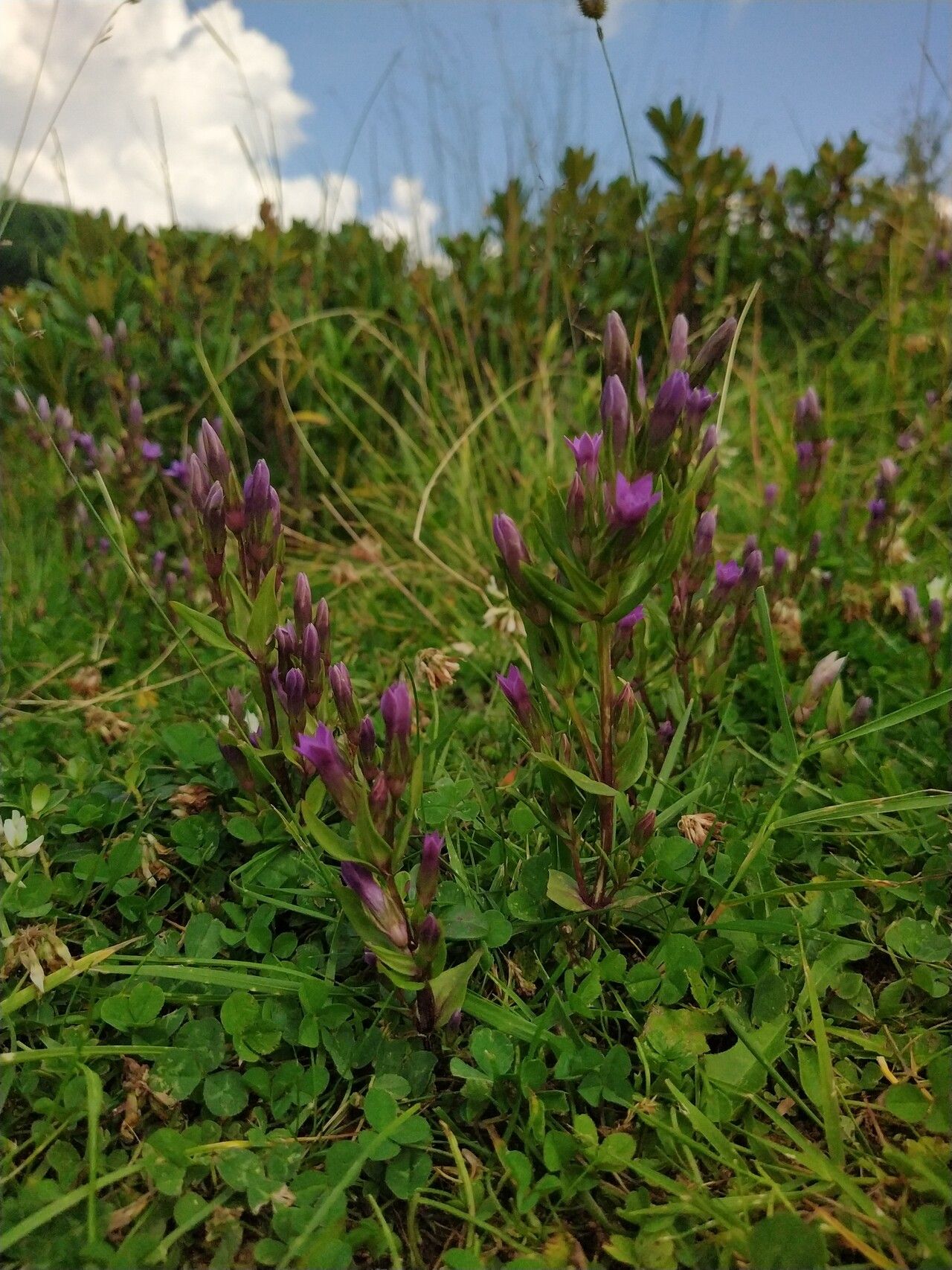 Gentianella rhaetica other