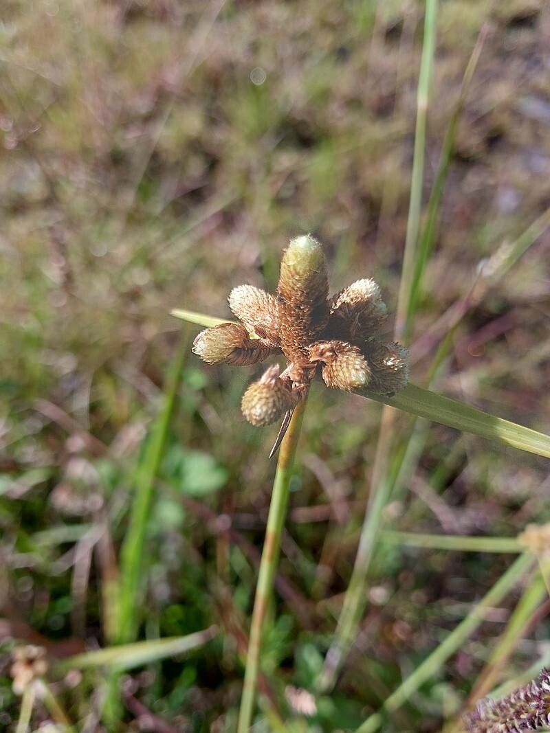 Fimbristylis squarrosa flower