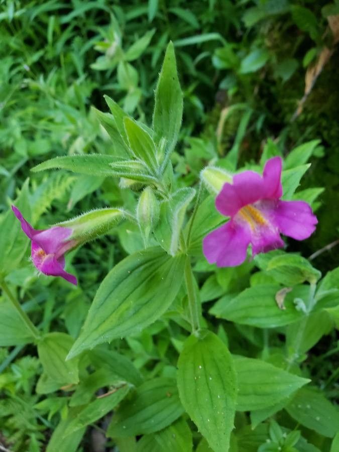 Mimulus lewisii flower