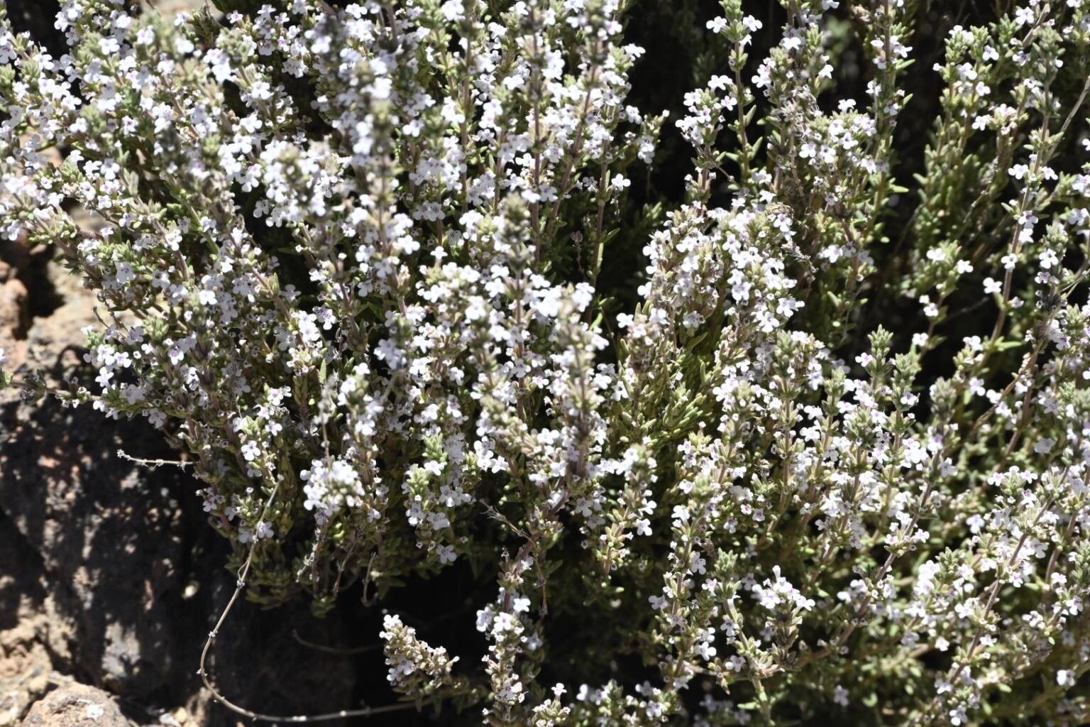 Micromeria lachnophylla — houseplant care guide