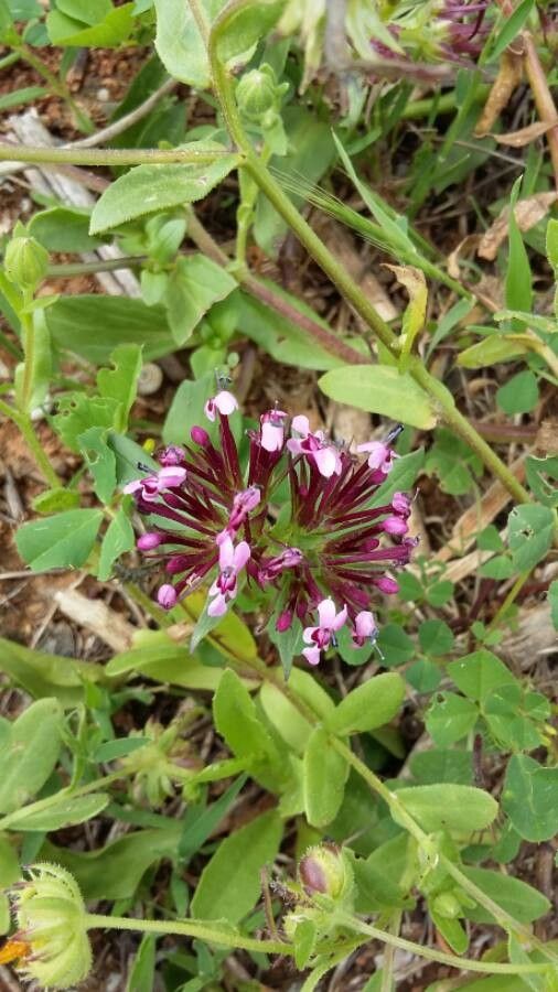Fedia graciliflora leaf