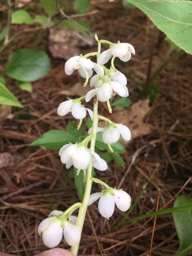 Pyrola elliptica flower
