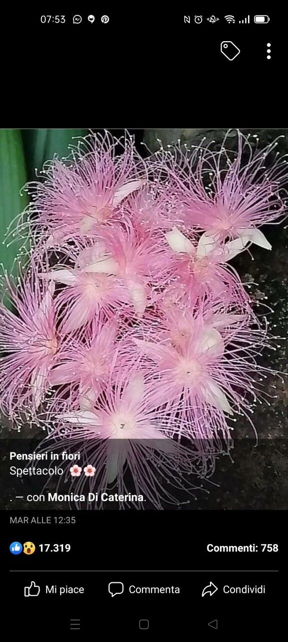 Barringtonia racemosa flower