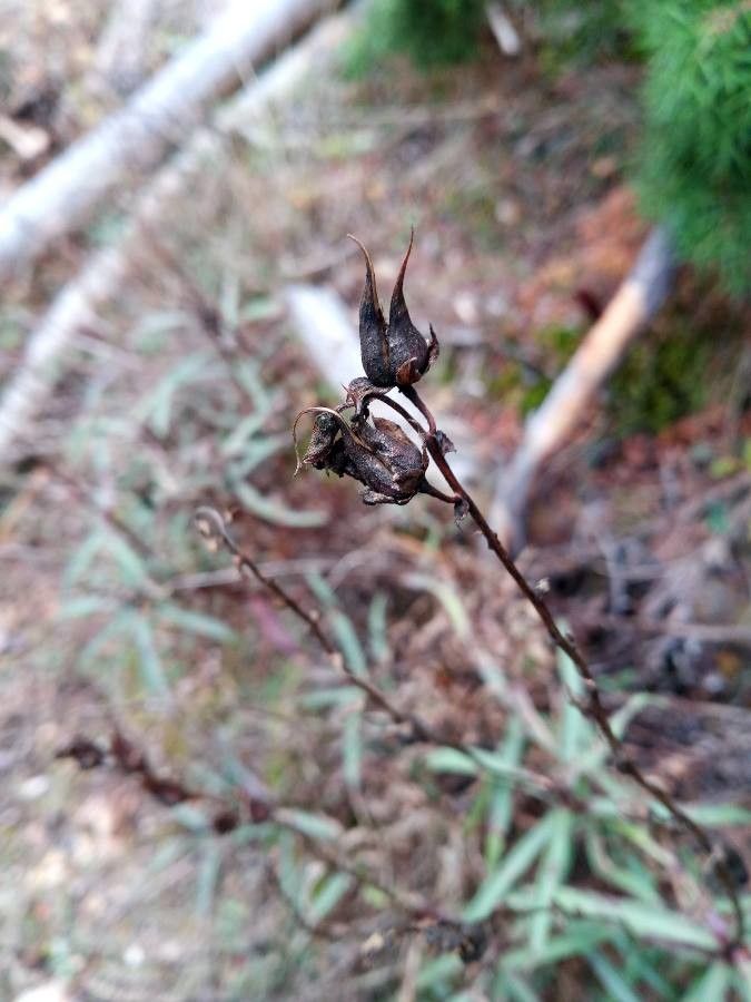 Digitalis obscura fruit