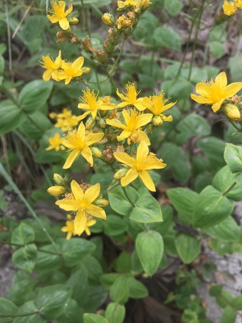 Hypericum bithynicum flower