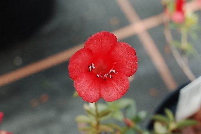 Rhododendron gracilentum flower