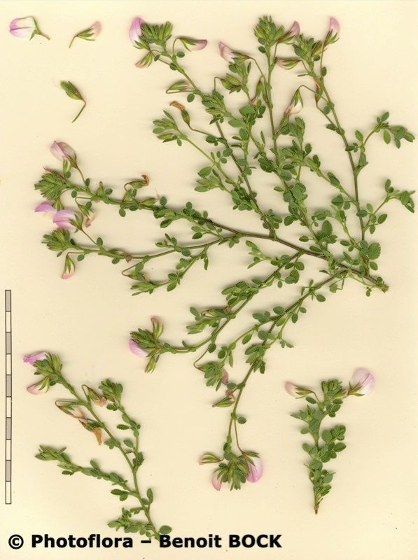 Ononis pendula other