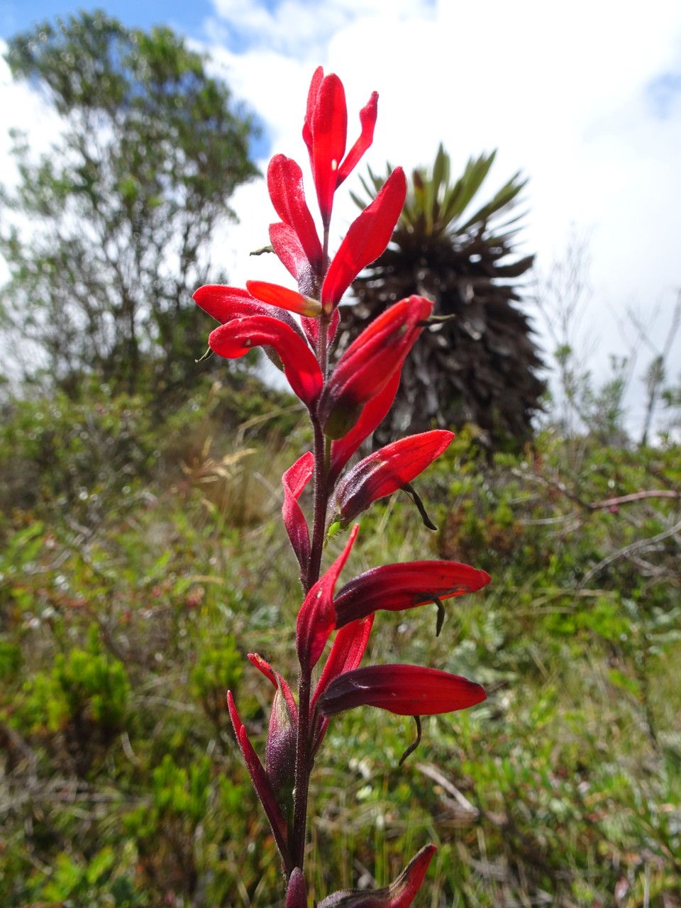 Castilleja integrifolia flower