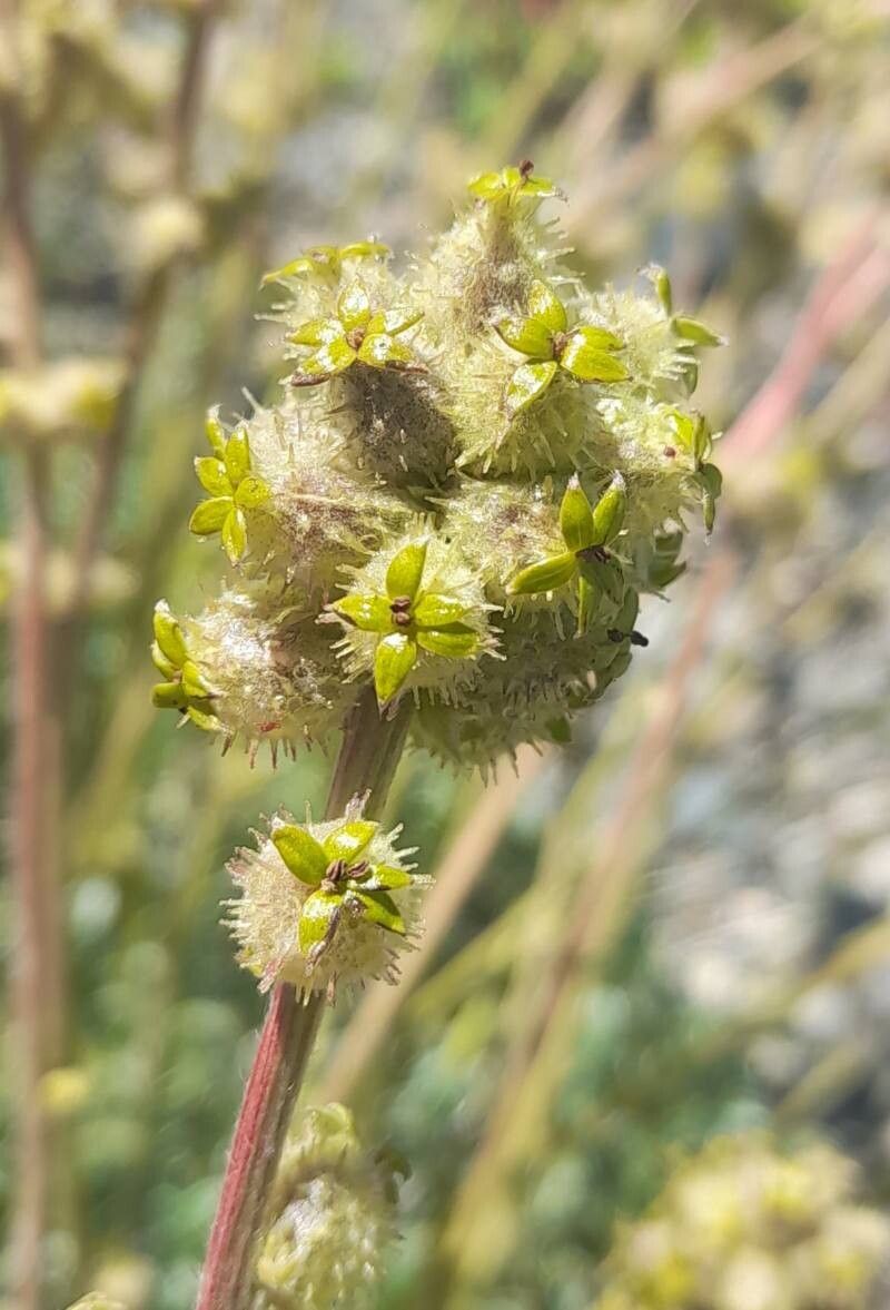 Acaena splendens flower