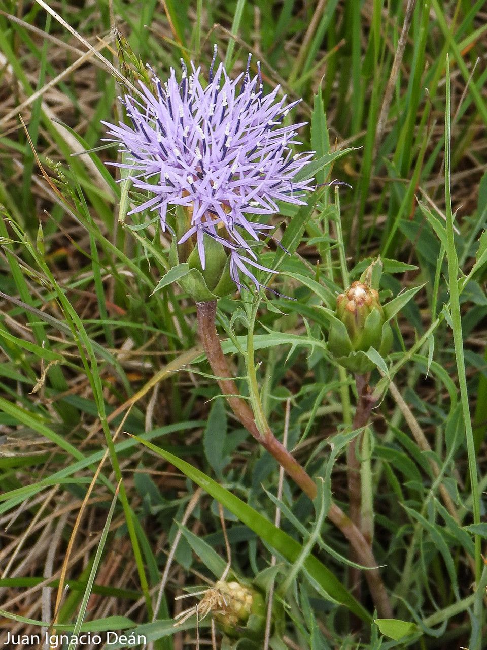 Carthamus mitissimus flower