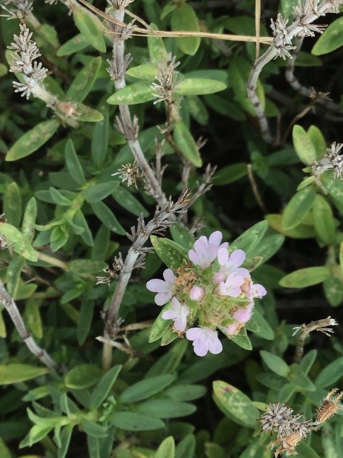 Thymus sibthorpii flower