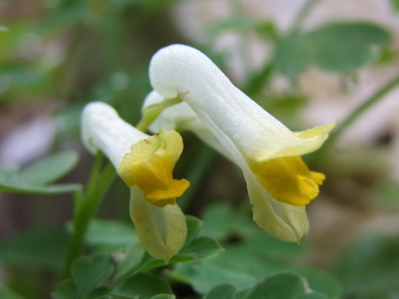 Pseudofumaria alba flower
