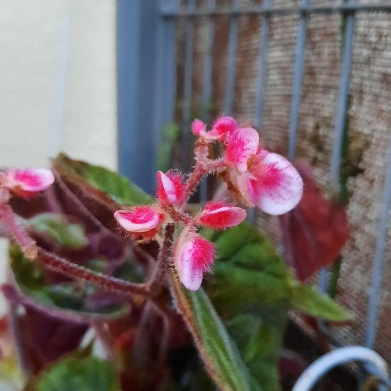 Begonia scharffiana flower