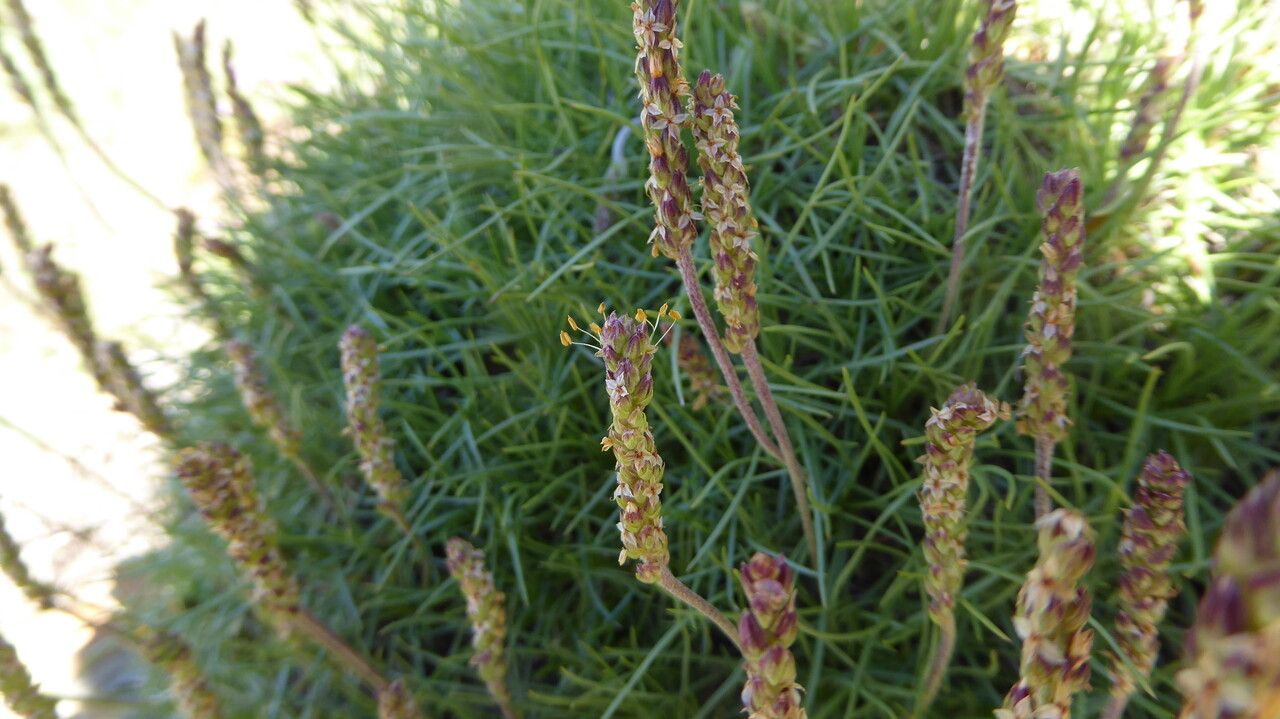 Plantago holosteum flower