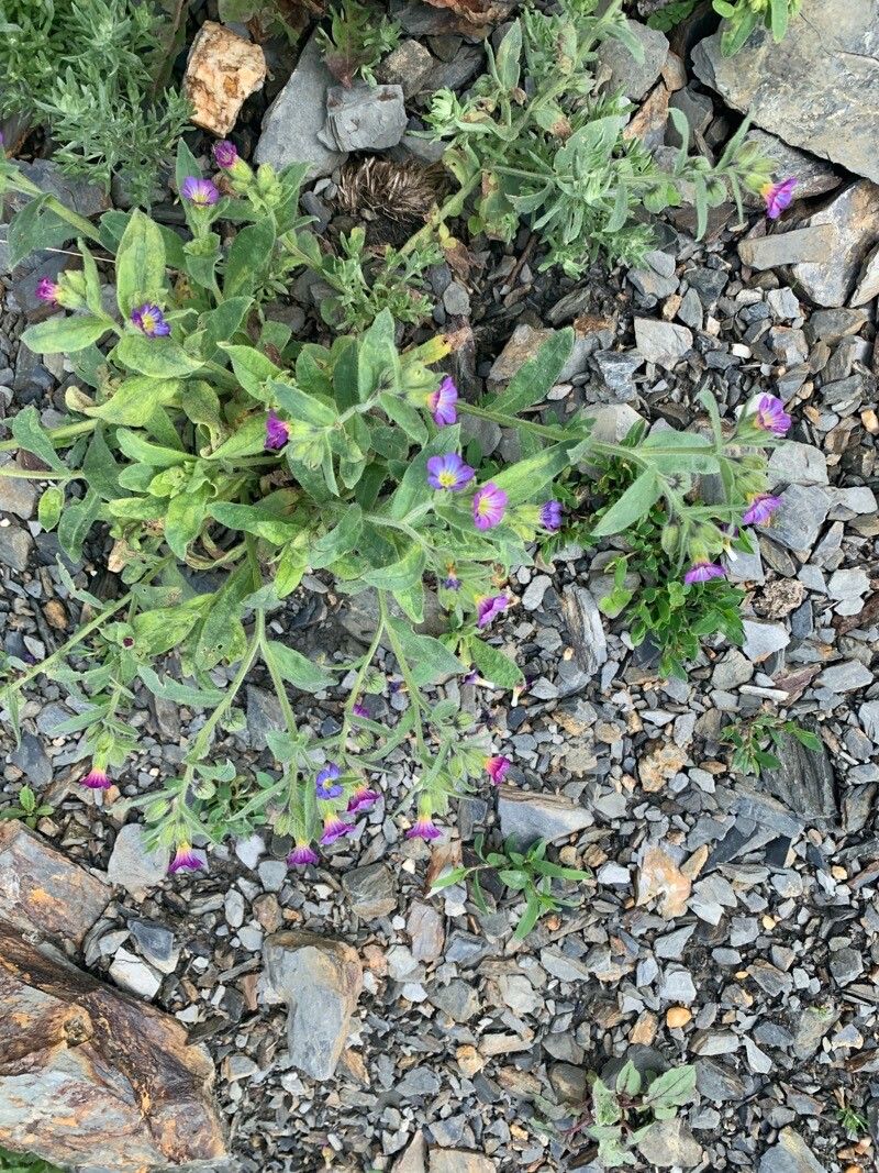 Nonea versicolor — houseplant care guide