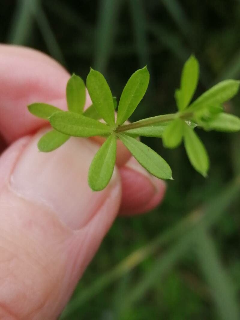 Galium uliginosum leaf