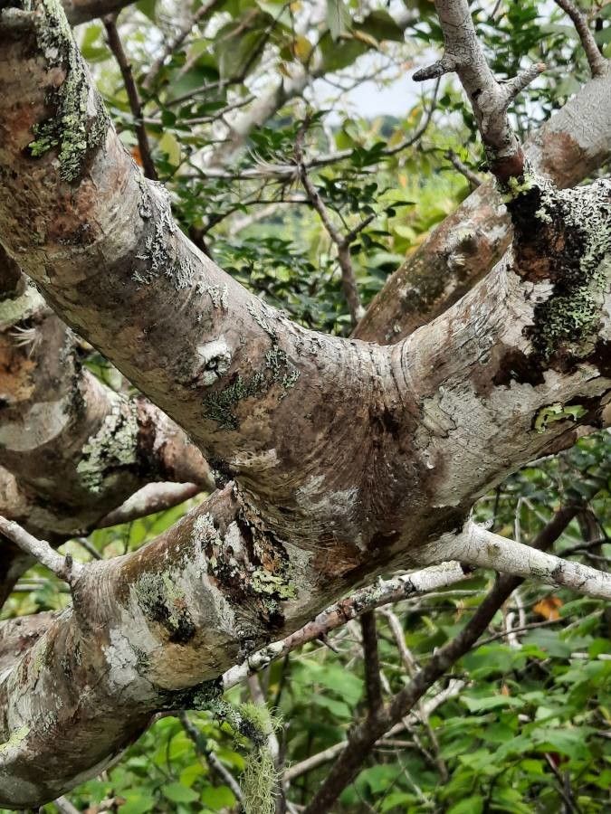 Bursera tomentosa bark