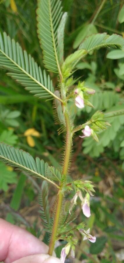 Aeschynomene americana flower