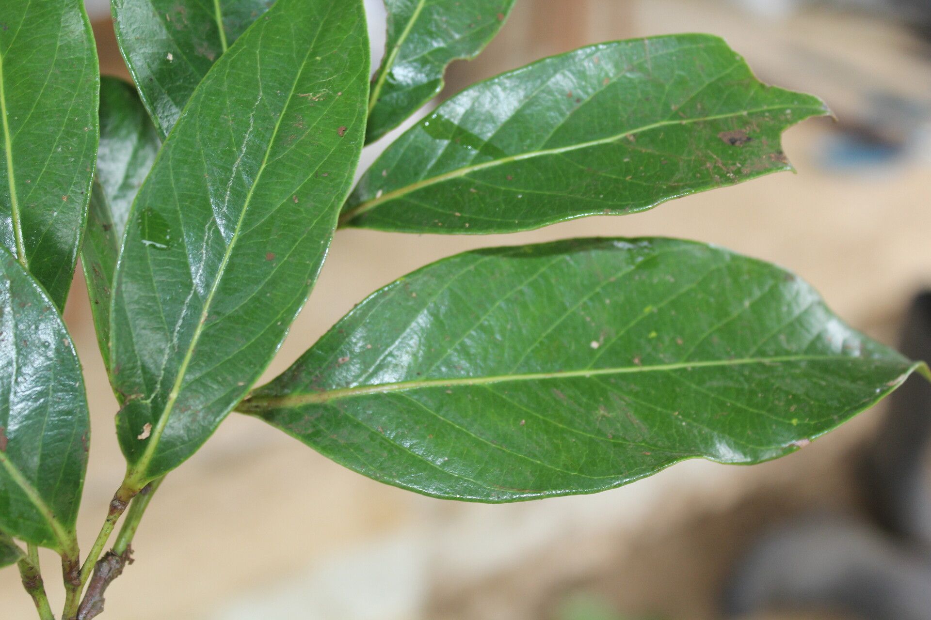 Licania riverae — houseplant care guide