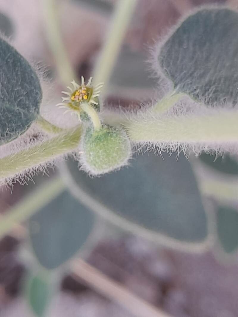 Euphorbia petiolata fruit
