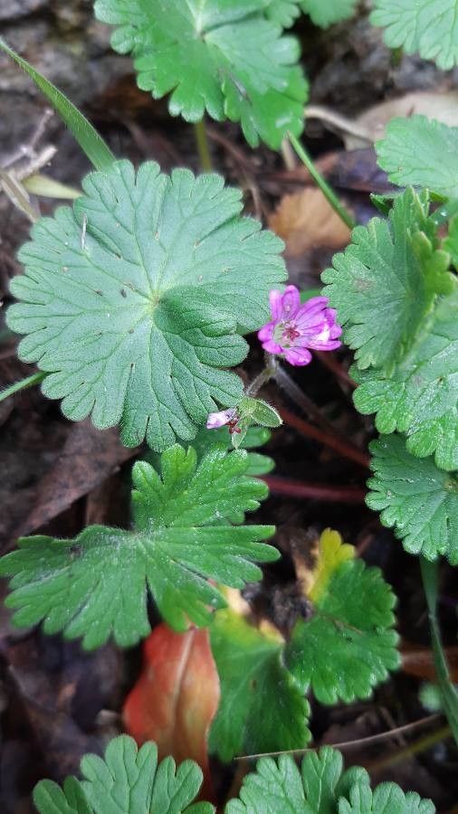 Geranium argenteum leaf