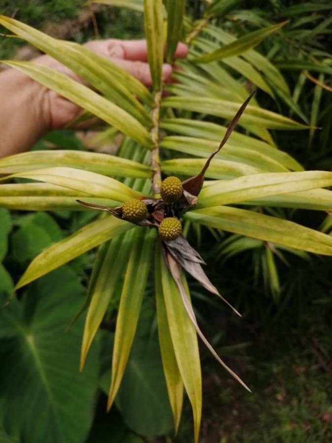 Arundina graminifolia fruit