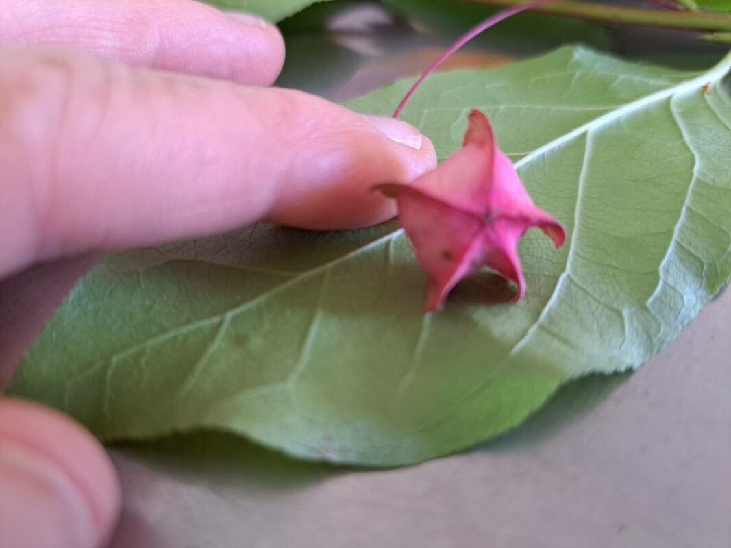 Euonymus latifolius flower