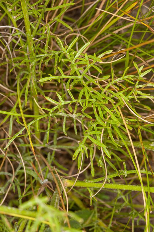 Centaurea rupestris — houseplant care guide