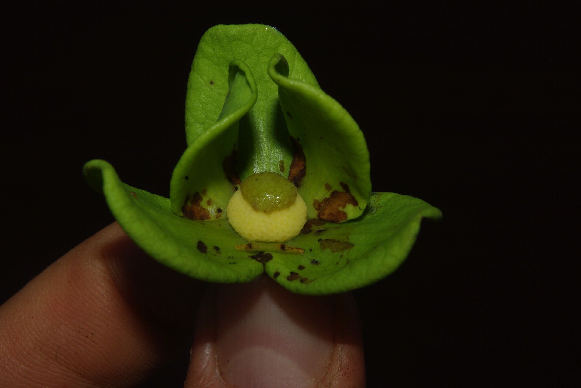 Uvaria comperei flower